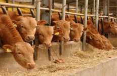 축산농가 사료비 부담 던다 …전북도, 정책자금 1482억 지원