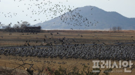 순천시, 흑두루미 서식지 확대…자연·인간 공존 가치↑