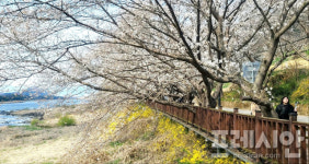 [포토] 화사한 구례 벚꽃길로 오세요