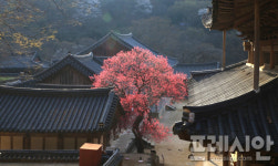 [포토] 구례 지리산 화엄사 화엄매 활짝