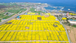 포항시 ‘경관농업’으로 관광객 발길...지역경제도 ‘활짝’