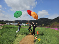 예천 회룡포, 봄꽃단지 조성으로 ‘봄꽃 명소’ 부상… 다양한 체험 프로그램 마련