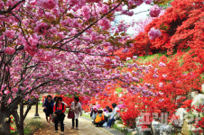 완산공원 꽃동산 주말 절정, 봄 꽃 향연 시작