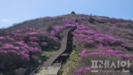 [포토] 구례 지리산 노고단 진달래 개화 …현재 개화율 30%