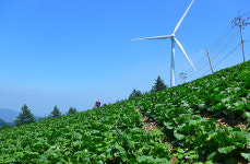 정선군 ‘여름배추 안정생산 체계 구축 시범사업’ 추진