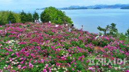 인생샷 명소 입소문 고흥 영남 작약꽃밭, 관광객 북적