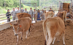 임실N치즈 프리미엄화 탄력…저지종 젖소 추가 입식, 고품질 A2 우유 생산 박차