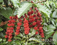 [문상윤 식품전문기자의 커피이야기] ⑧ 같은 생산국, 다른 커피