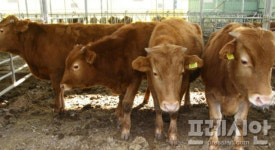 “축산 악취 줄인다”…전북도, 익산·남원·완주에 53억 투입