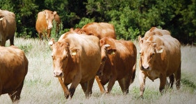 제주산 한우·돼지고기... 국내 최초 싱가포르 수출길