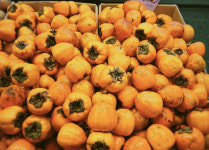 남의 감따다 주인에 들키자 막대기로 때리고 달아난 50대 검거