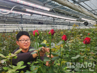 강진군, 장미농장 스마트 LED로 이상기상 대응