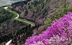 여수 영취산 진달래 축제 28일 개막…전국 최대 50㏊ 군락 장관