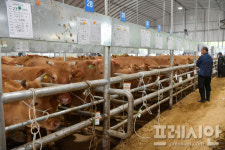 한우 한 마리에 2500만원…담양 우량암소 2두 최고 가격 판매