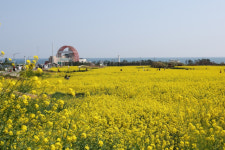 포항시, 호미곶 경관농업단지 점검…관광자원화 확대 추진