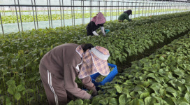 팔아도 남는 게 없다...밀양 깻잎값 폭락 농가 비상