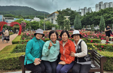 [포토] 대구 주말데이트는 장미공원에서... 120여 종, 1만7000여 그루