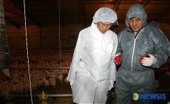 양계 농장 살펴보는 김문수 경기지사