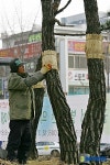 소나무도 월동준비 들어갔어요