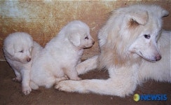 김정일 선물한 풍산개 우리, 냉동정자 이용 인공수정