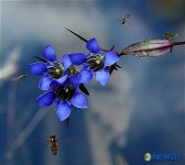 인디카 야생화사진전 - 손광민作 불태산 용담