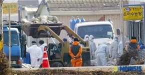 천안 풍세면 AI발병지 살처분