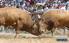 충북사진기자회 보도사진전 - 보은군 한우축제