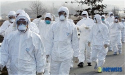 경기 안성 고병원성 AI 발생  긴급방역