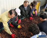 밤 작황 참 좋네요...