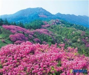 자연의 신비 백인백경-신욱상 바래봉의 봄