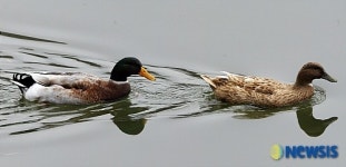 봄나들이 나온 천둥오리