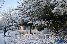 춘설(春雪)에 쌓인 전북