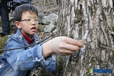 고로쇠 수액  체취 체험