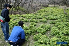 복수초 만발한 한라산 중턱