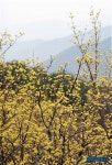 지리산을 물들인 노란 봄의 향기