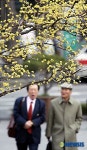 서울시청에 산수유가 활짝