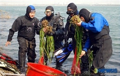 잘피 심으러 갑니다.