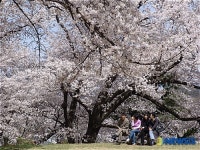 충남역사박물관 벚꽃문화 축전 개최