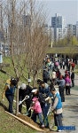 성내천변 벚나무 식수