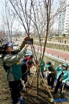성내천 벚꽃길, 우리가 만들어요