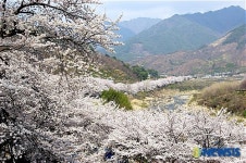 하동군 화개면 쌍계사 입구에 만개한 벚꽃