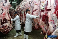 뒤숭숭한 분위기속 출하 기다리는 한우들