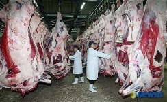 FTA타결 소식 속 출하 기다리는 한우들