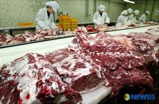 가공되고 있는 최상급 한우