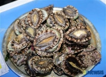 청정해역 감포 참전복 맛보러 오세요