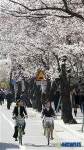 벚꽃길을 자전거타며 즐겨요
