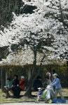벚꽃 만개한 과천 서울대공원