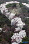 산책로 따라 이어진 벚꽃
