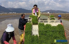 강원도내 첫 모내기 오늘 철원평야