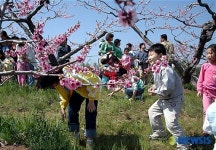 연분홍빛으로 물들여 지는 복사꽃마을 ‘복사꽃 축제’